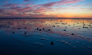 Wadden Sea,DE_